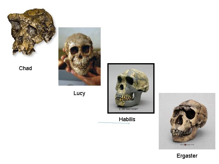 Chad Lucy Habilis Ergaster 