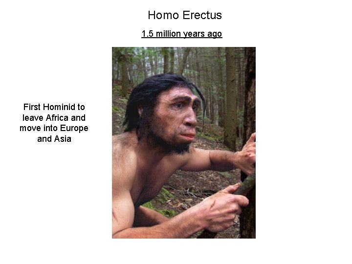 Homo Erectus 1. 5 million years ago First Hominid to leave Africa and move