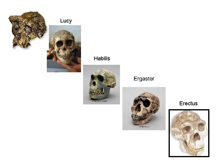 Lucy Habilis Erectus 