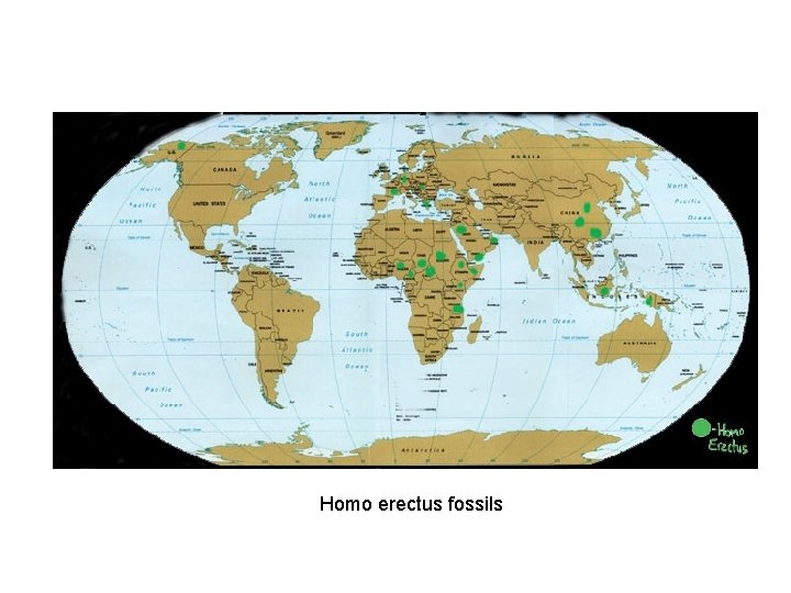 Homo erectus fossils 