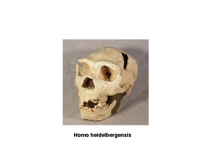 Homo heidelbergensis 