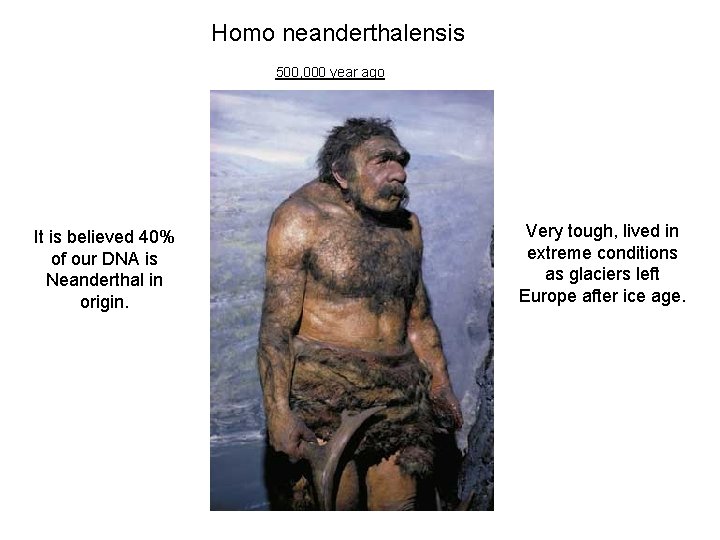 Homo neanderthalensis 500, 000 year ago It is believed 40% of our DNA is