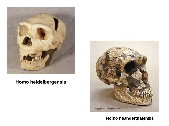 Homo neanderthalensis 