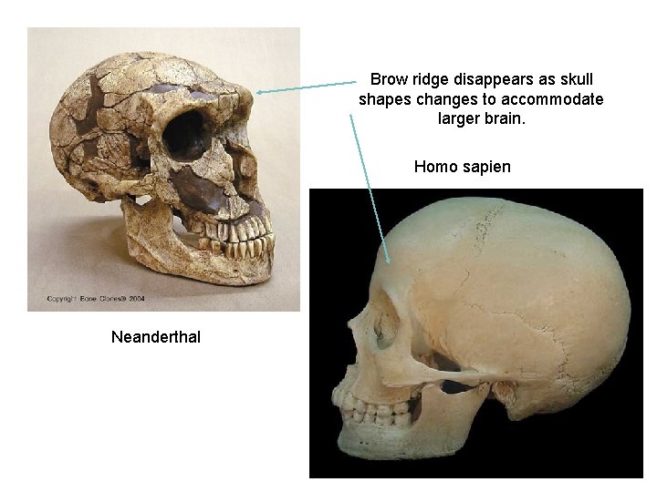 Brow ridge disappears as skull shapes changes to accommodate larger brain. Homo sapien Neanderthal
