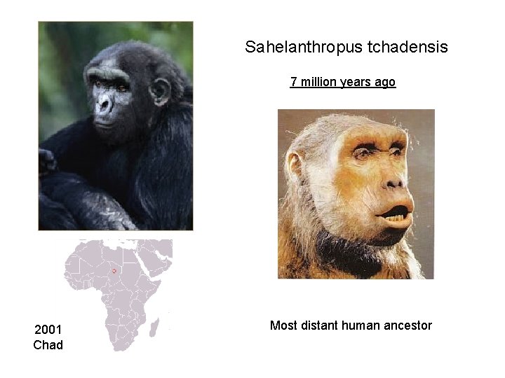 Sahelanthropus tchadensis 7 million years ago 2001 Chad Most distant human ancestor 