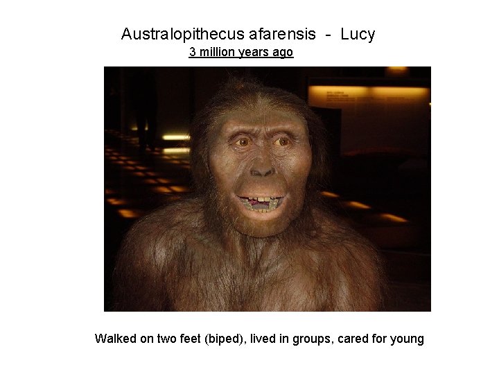 Australopithecus afarensis - Lucy 3 million years ago Walked on two feet (biped), lived