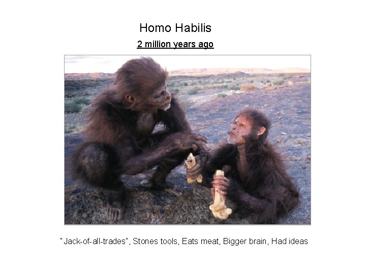 Homo Habilis 2 million years ago “Jack-of-all-trades”, Stones tools, Eats meat, Bigger brain, Had