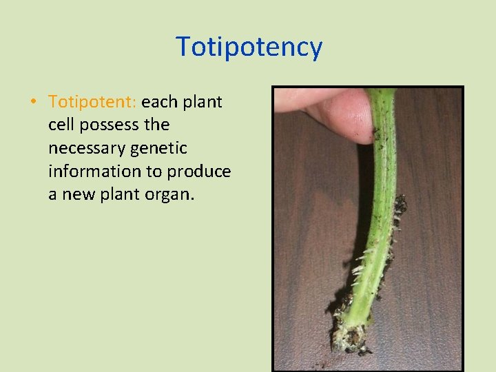 Totipotency • Totipotent: each plant cell possess the necessary genetic information to produce a