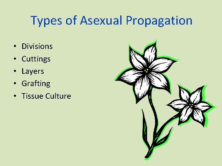 Types of Asexual Propagation • • • Divisions Cuttings Layers Grafting Tissue Culture 