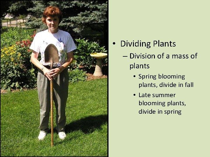  • Dividing Plants – Division of a mass of plants • Spring blooming