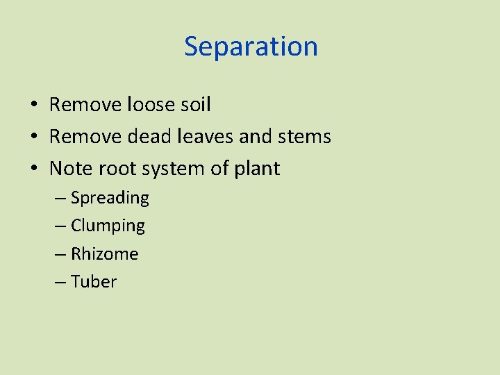 Separation • Remove loose soil • Remove dead leaves and stems • Note root