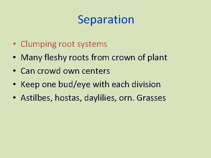 Separation • • • Clumping root systems Many fleshy roots from crown of plant