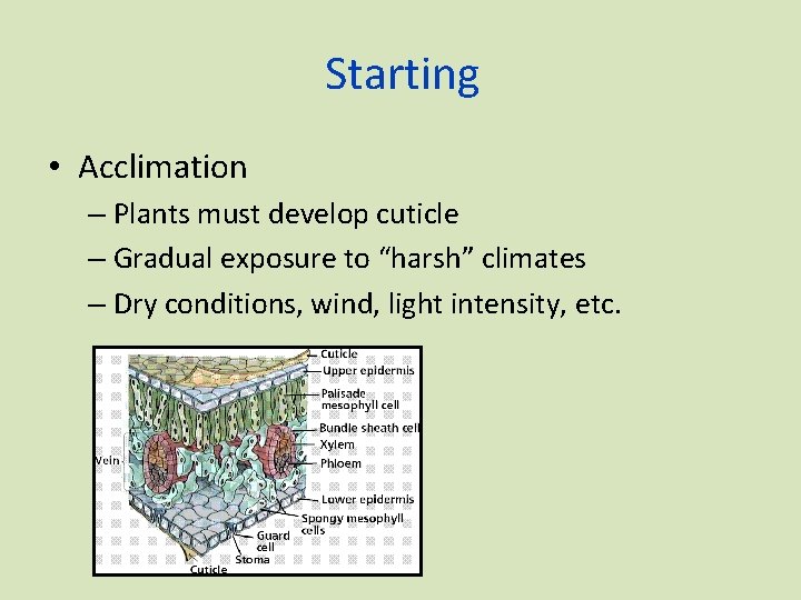 Starting • Acclimation – Plants must develop cuticle – Gradual exposure to “harsh” climates