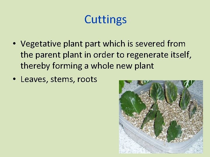 Cuttings • Vegetative plant part which is severed from the parent plant in order