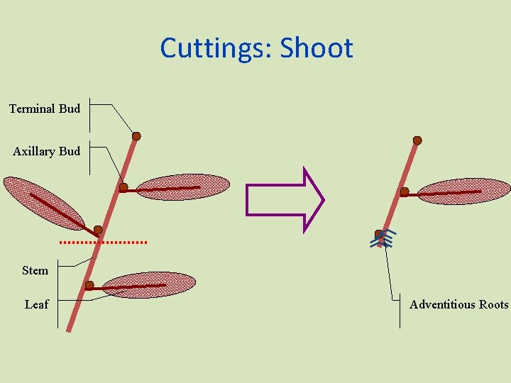 Cuttings: Shoot Terminal Bud Axillary Bud Stem Leaf Adventitious Roots 