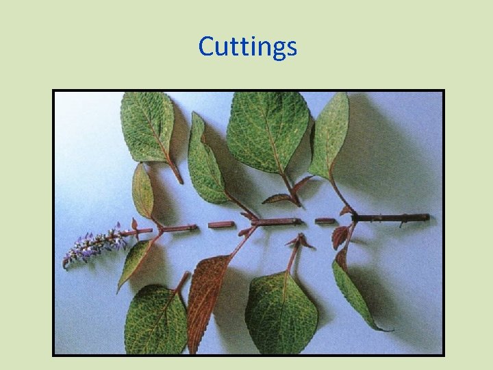 Cuttings 