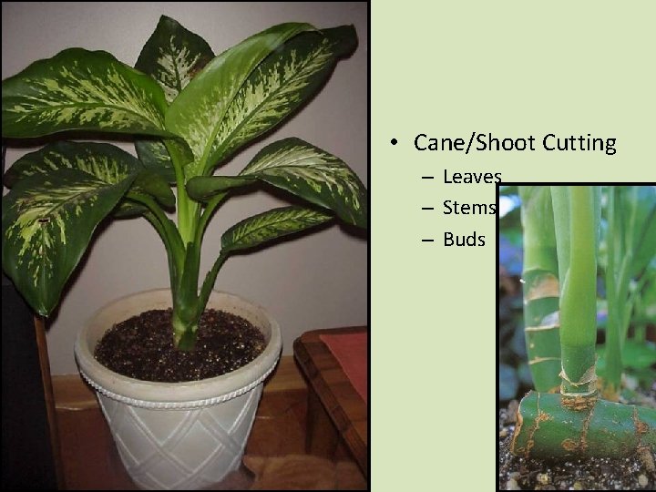  • Cane/Shoot Cutting – Leaves – Stems – Buds 
