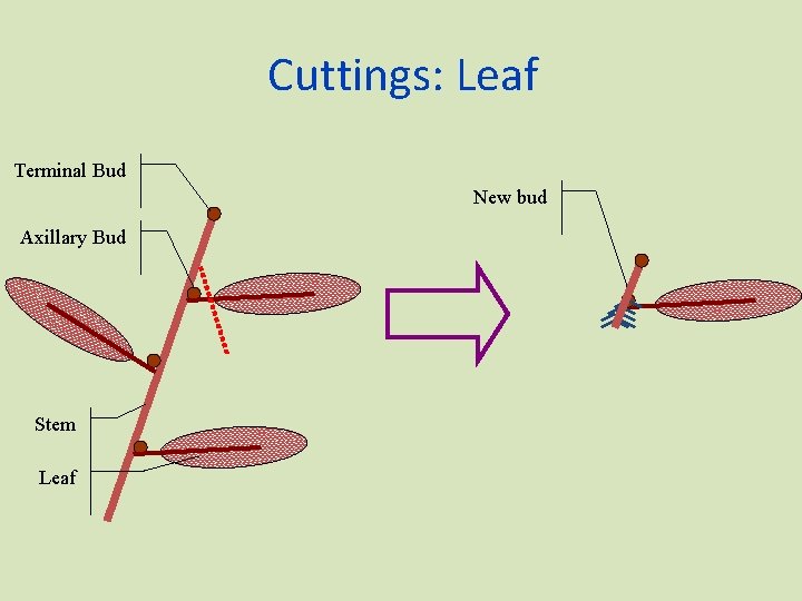 Cuttings: Leaf Terminal Bud New bud Axillary Bud Stem Leaf 
