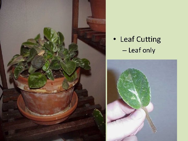  • Leaf Cutting – Leaf only 