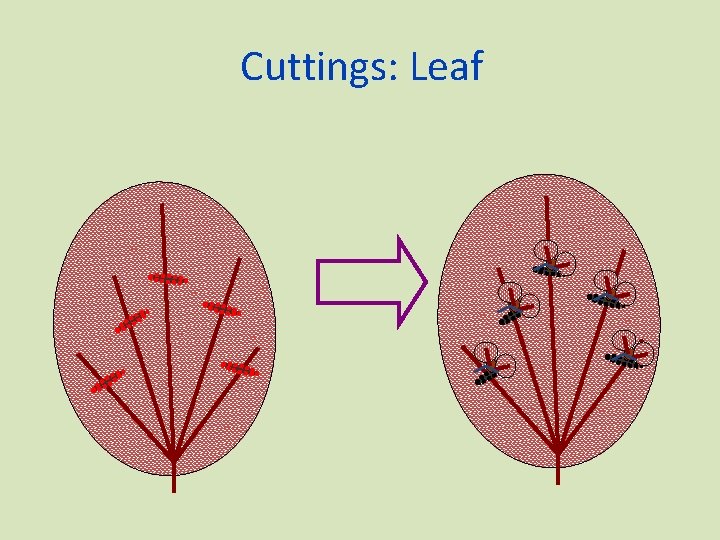 Cuttings: Leaf 