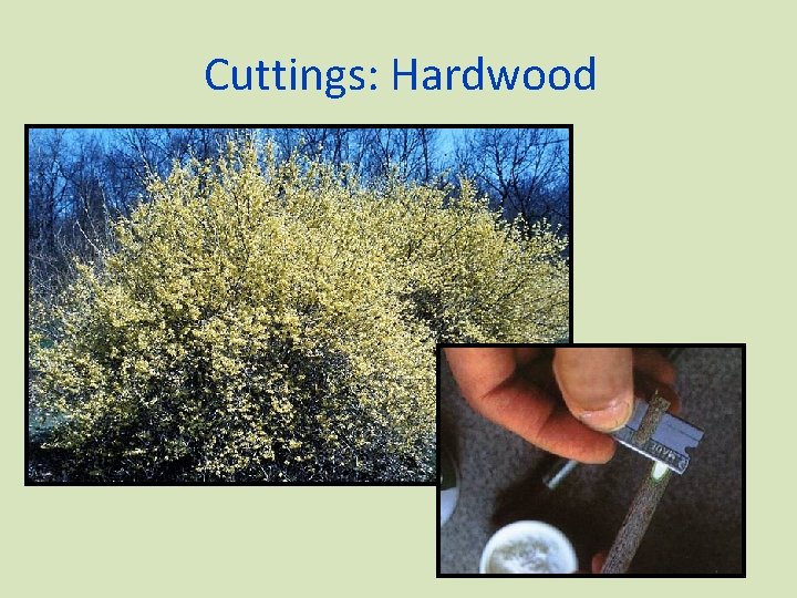 Cuttings: Hardwood 