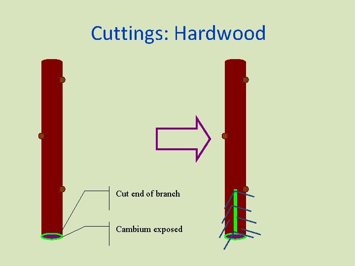 Cuttings: Hardwood Cut end of branch Cambium exposed 