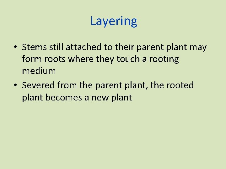 Layering • Stems still attached to their parent plant may form roots where they