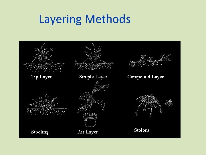 Layering Methods Tip Layer Stooling Simple Layer Air Layer Compound Layer Stolons 