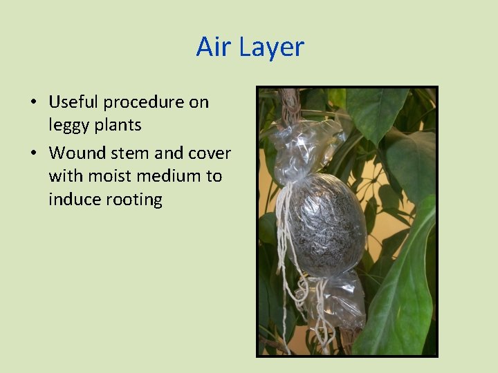 Air Layer • Useful procedure on leggy plants • Wound stem and cover with