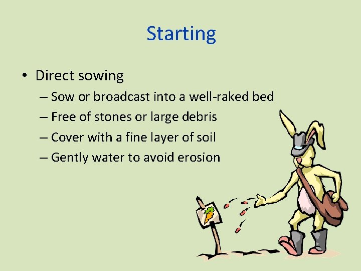 Starting • Direct sowing – Sow or broadcast into a well-raked bed – Free