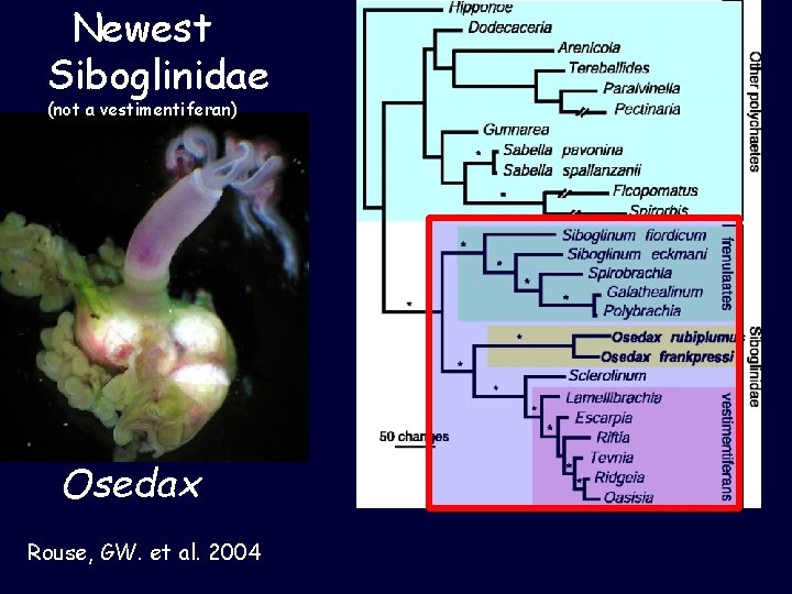 Newest Siboglinidae (not a vestimentiferan) Osedax Rouse, GW. et al. 2004 