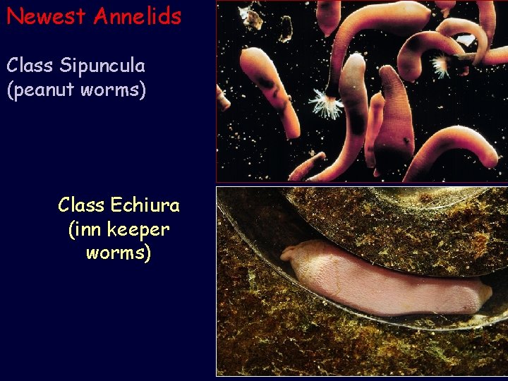 Newest Annelids Class Sipuncula (peanut worms) Class Echiura (inn keeper worms) 