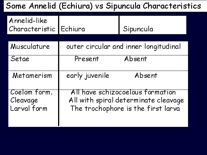 Some Annelid (Echiura) vs Sipuncula Characteristics Annelid-like Characteristic Echiura Musculature Setae Metamerism Coelom form.