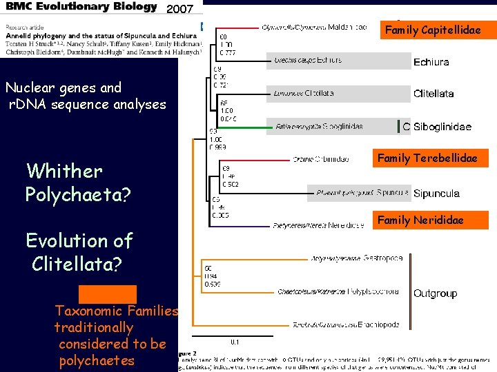 2007 Family Capitellidae Nuclear genes and r. DNA sequence analyses Whither Polychaeta? Evolution of