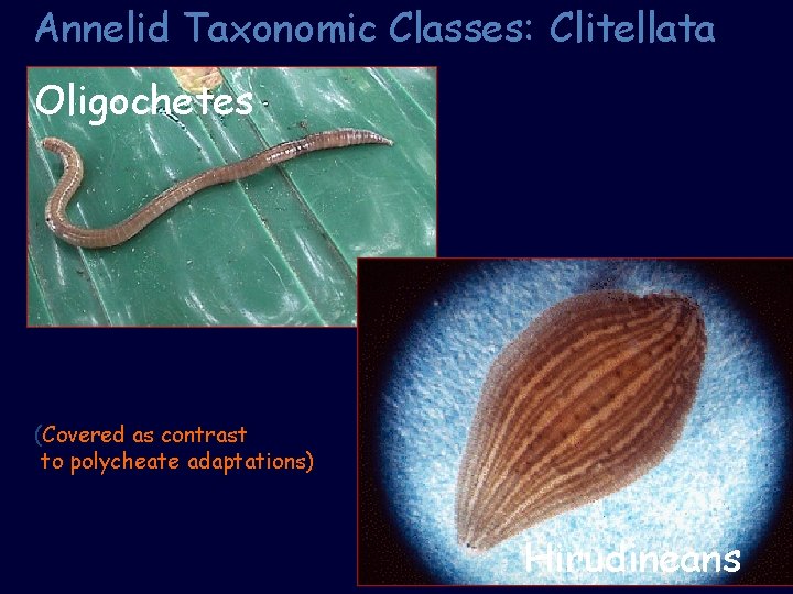 Annelid Taxonomic Classes: Clitellata Oligochetes (Covered as contrast to polycheate adaptations) Hirudineans 