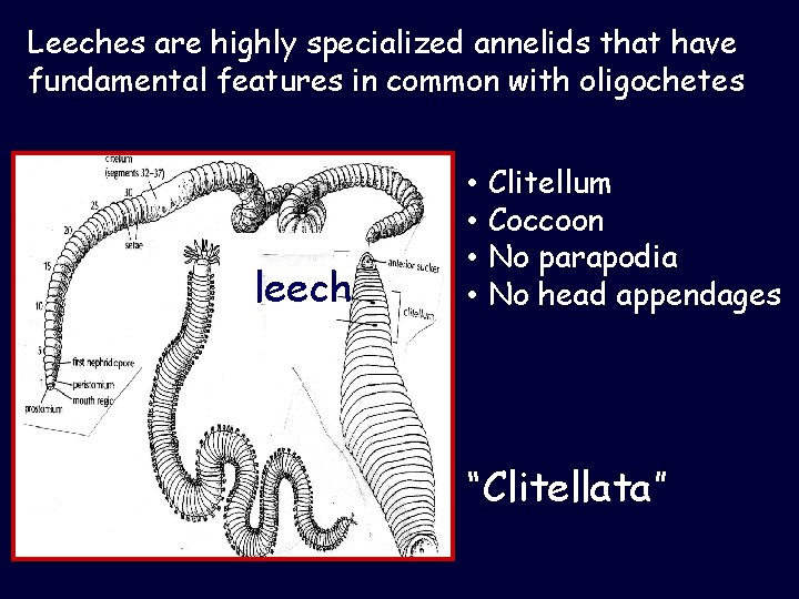 Leeches are highly specialized annelids that have fundamental features in common with oligochetes leech