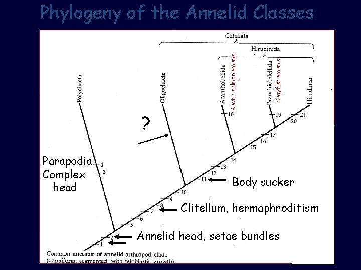 ? Parapodia Complex head Crayfish worms Arctic salmon worms Phylogeny of the Annelid Classes