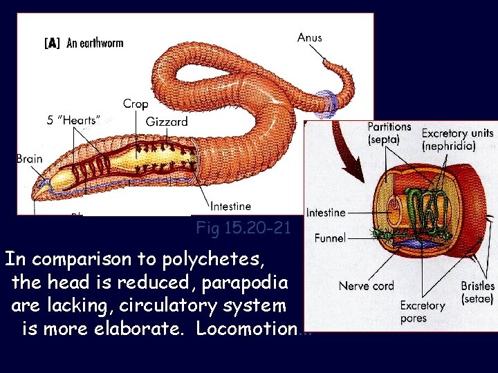 Fig 15. 20 -21 In comparison to polychetes, the head is reduced, parapodia are