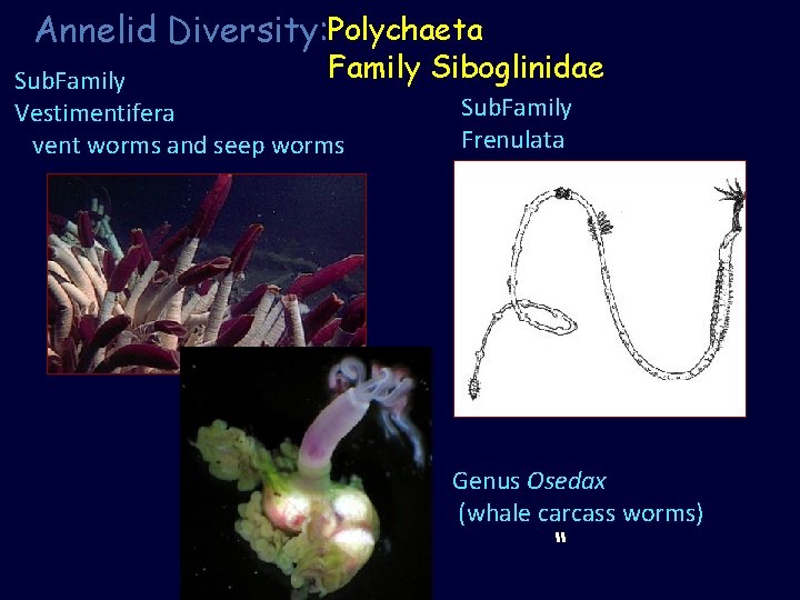 Annelid Diversity: Polychaeta Family Siboglinidae Sub. Family Vestimentifera Frenulata vent worms and seep worms