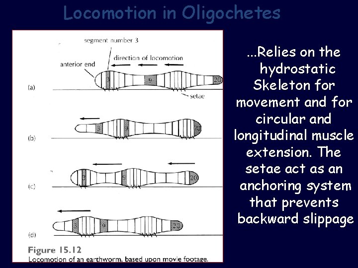 Locomotion in Oligochetes. . . Relies on the hydrostatic Skeleton for movement and for