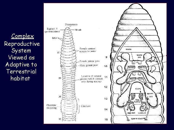 Complex Reproductive System Viewed as Adaptive to Terrestrial habitat 