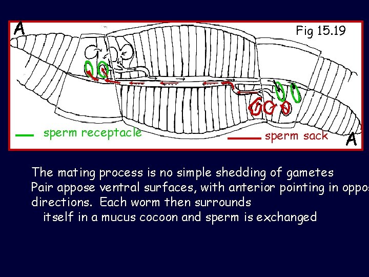 A Fig 15. 19 sperm receptacle sperm sack A The mating process is no