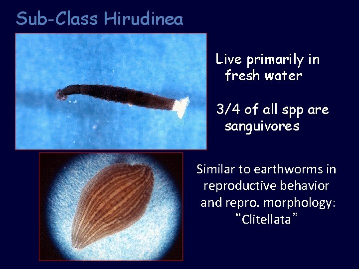 Sub-Class Hirudinea Live primarily in fresh water 3/4 of all spp are sanguivores Similar
