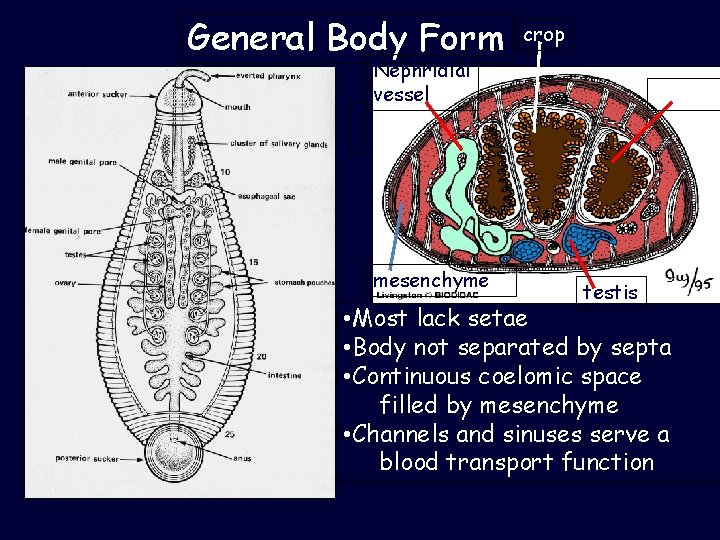 General Body Form crop Nephridial vessel mesenchyme cecum testis • Most lack setae •