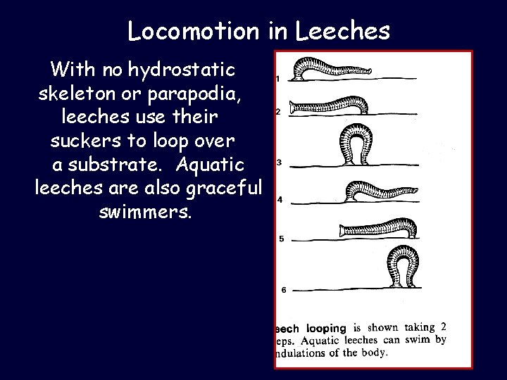 Locomotion in Leeches With no hydrostatic skeleton or parapodia, leeches use their suckers to