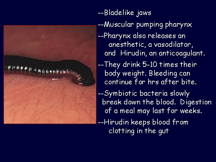 --Bladelike jaws --Muscular pumping pharynx --Pharynx also releases an anesthetic, a vasodilator, and Hirudin,