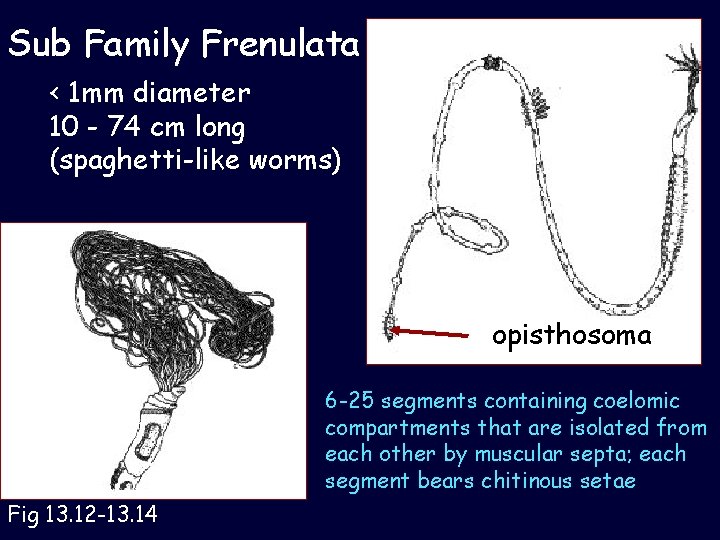 Sub Family Frenulata < 1 mm diameter 10 - 74 cm long (spaghetti-like worms)