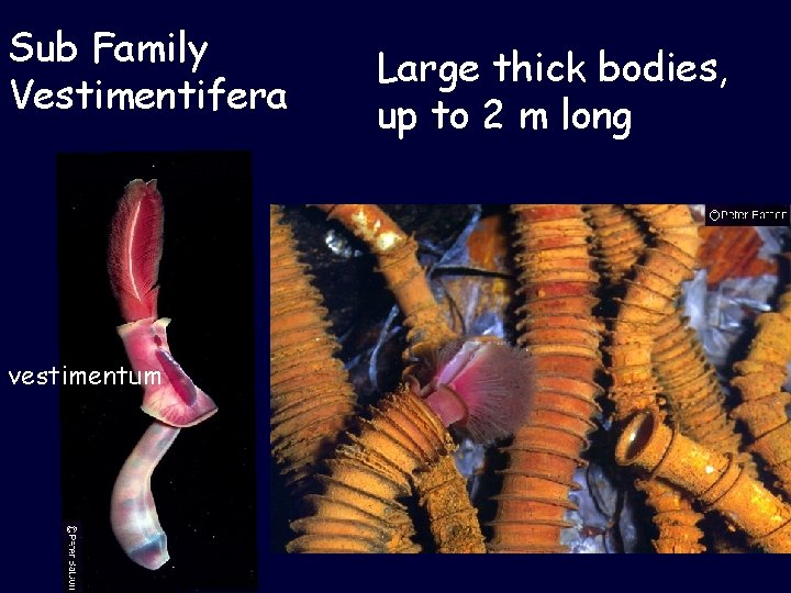 Sub Family Vestimentifera vestimentum Large thick bodies, up to 2 m long 