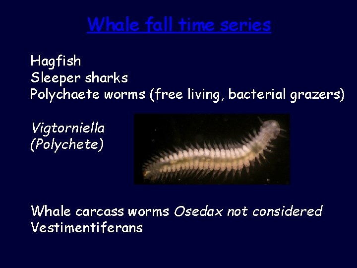 Whale fall time series Hagfish Sleeper sharks Polychaete worms (free living, bacterial grazers) Vigtorniella