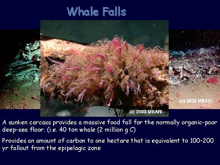 Whale Falls A sunken carcass provides a massive food fall for the normally organic-poor